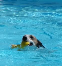 Rev' Party aime le water-polo