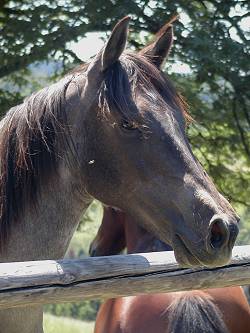 Panama du Bracou & Herbe Douce