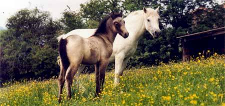 Baraka des Landes & Kim du Bracou