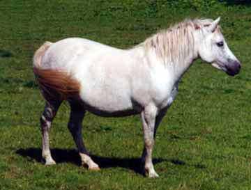 Sealverlea Caroline