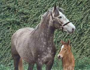 Herbe Douce