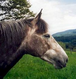 Herbe Douce