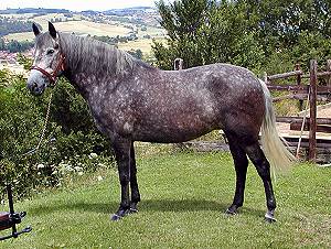Herbe Douce