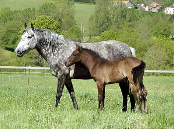 Herbe Douce & Panama du Bracou